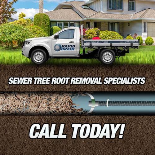 Sewer Tree Root Removal Specialists In Kingston